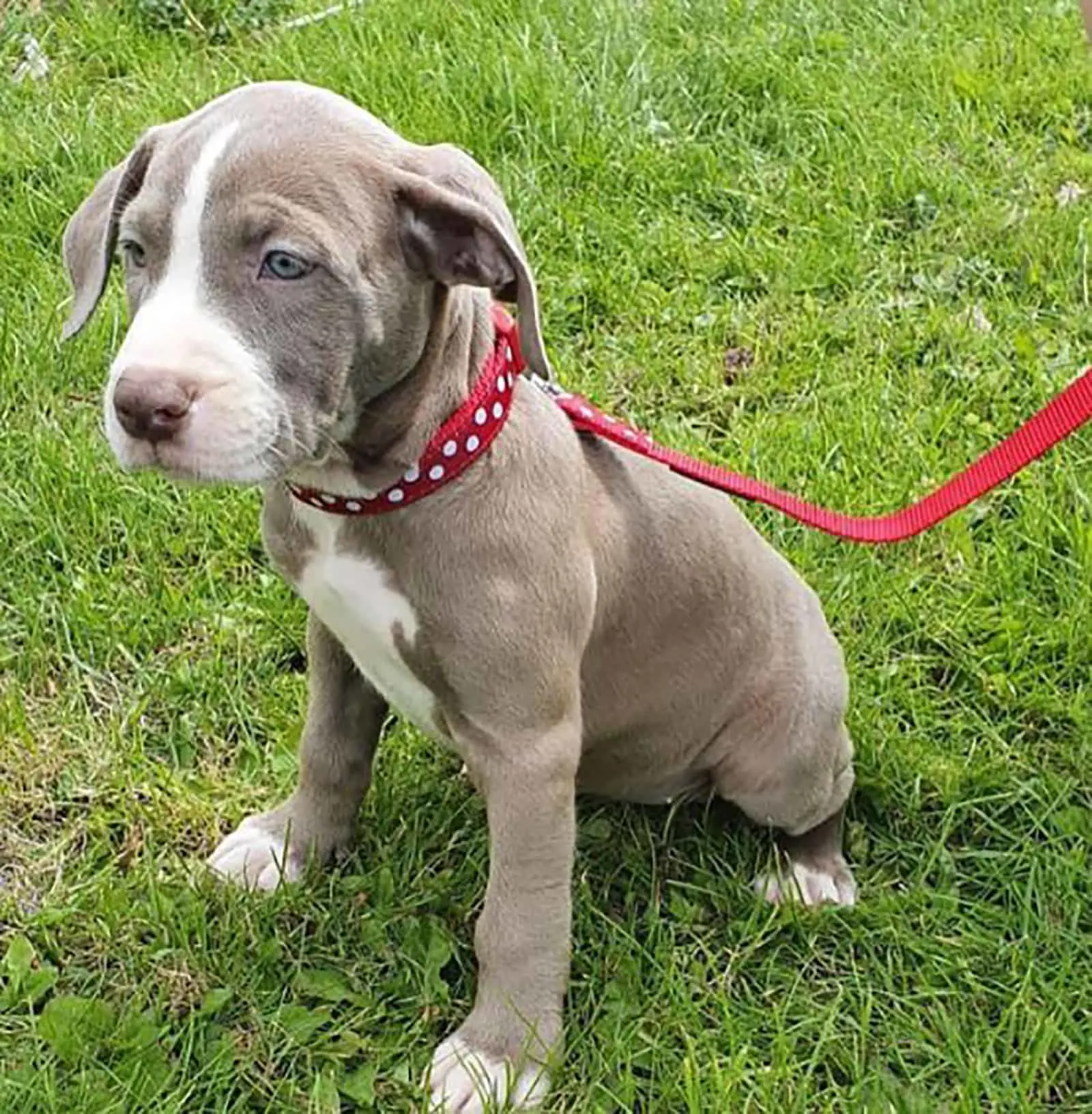 great dane pitbull puppy sitting in the grass
