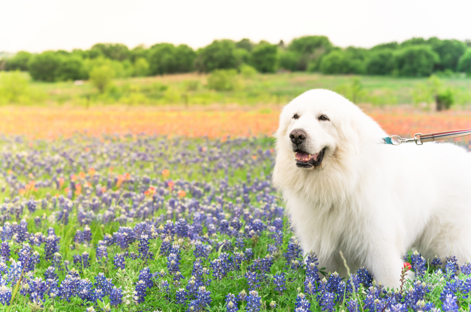 The Only Great Pyrenees Growth Chart You Will Ever Need