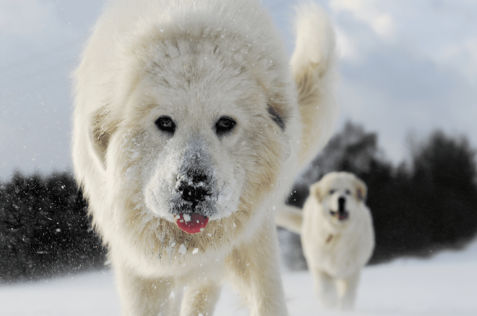 great pyrenees in winter