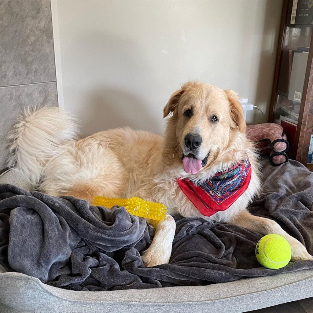 great pyrenees nefoundland mix grown dog