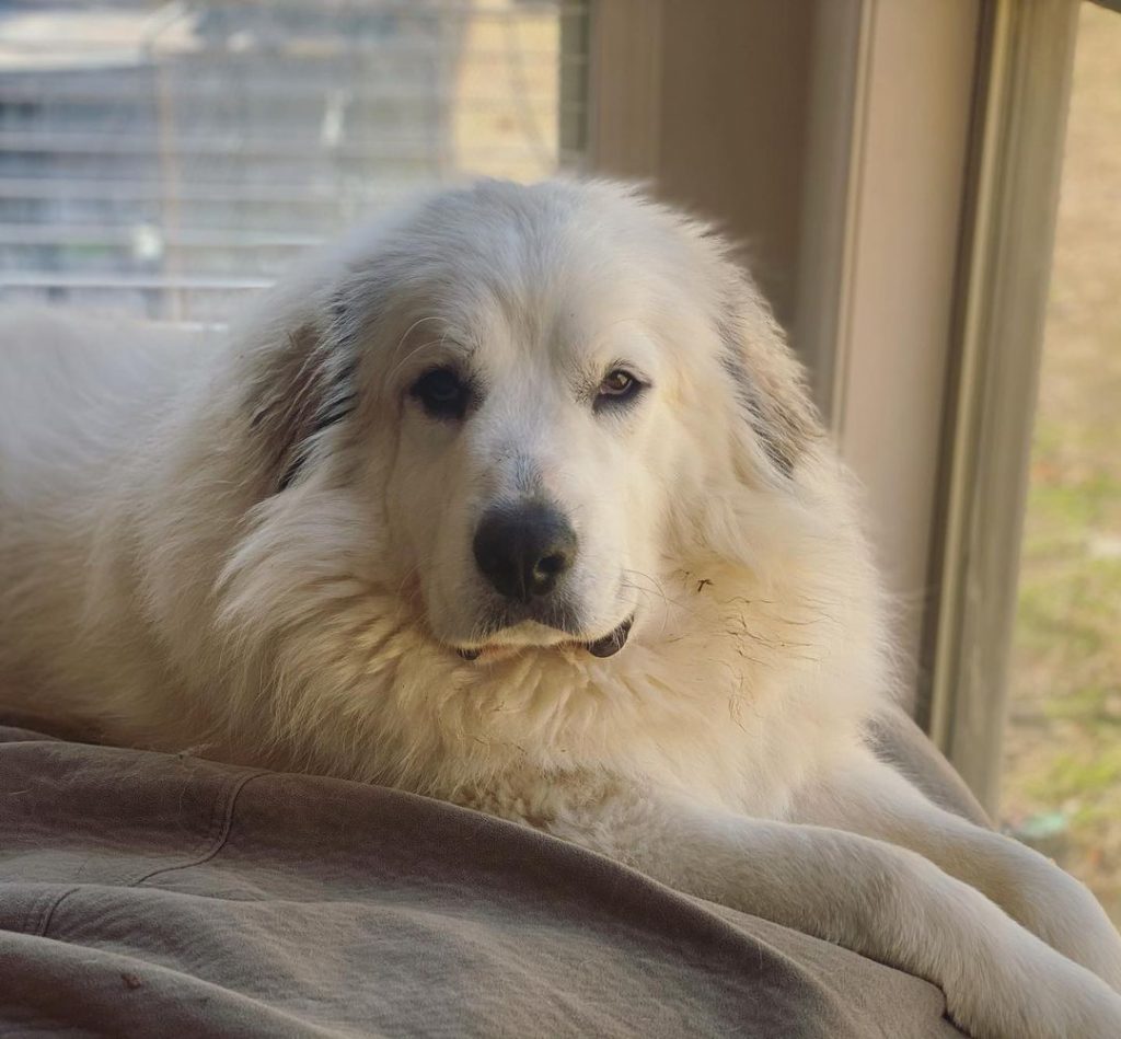 great pyrenees newfie mix