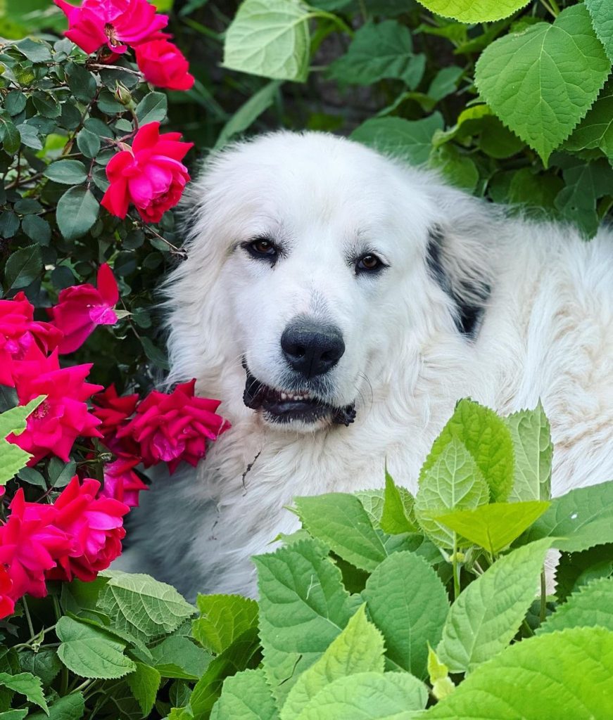 great pyrenees newfoundland mix among flowers