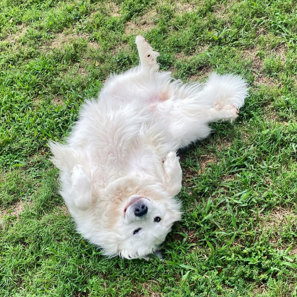 great pyrenees newfoundland mix rolling