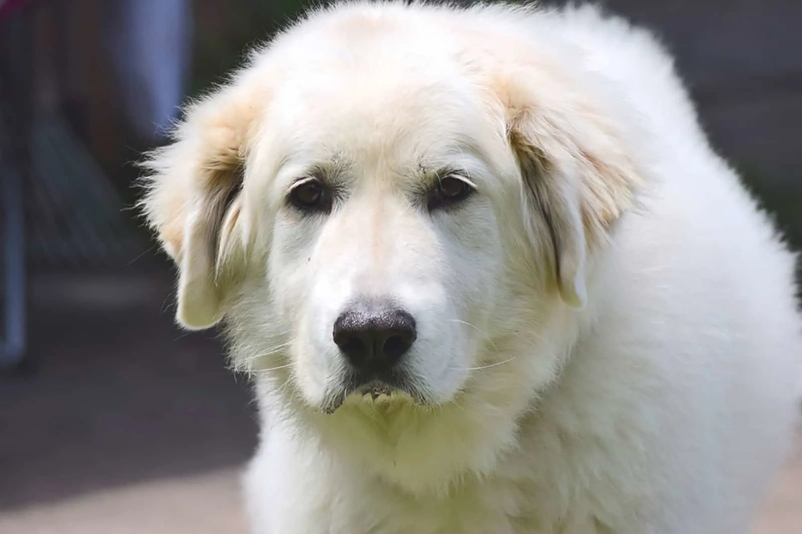 great pyrenees dog outdoors