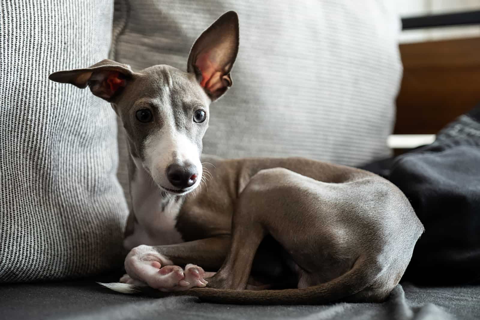 greyhound puppy lying on the sofa