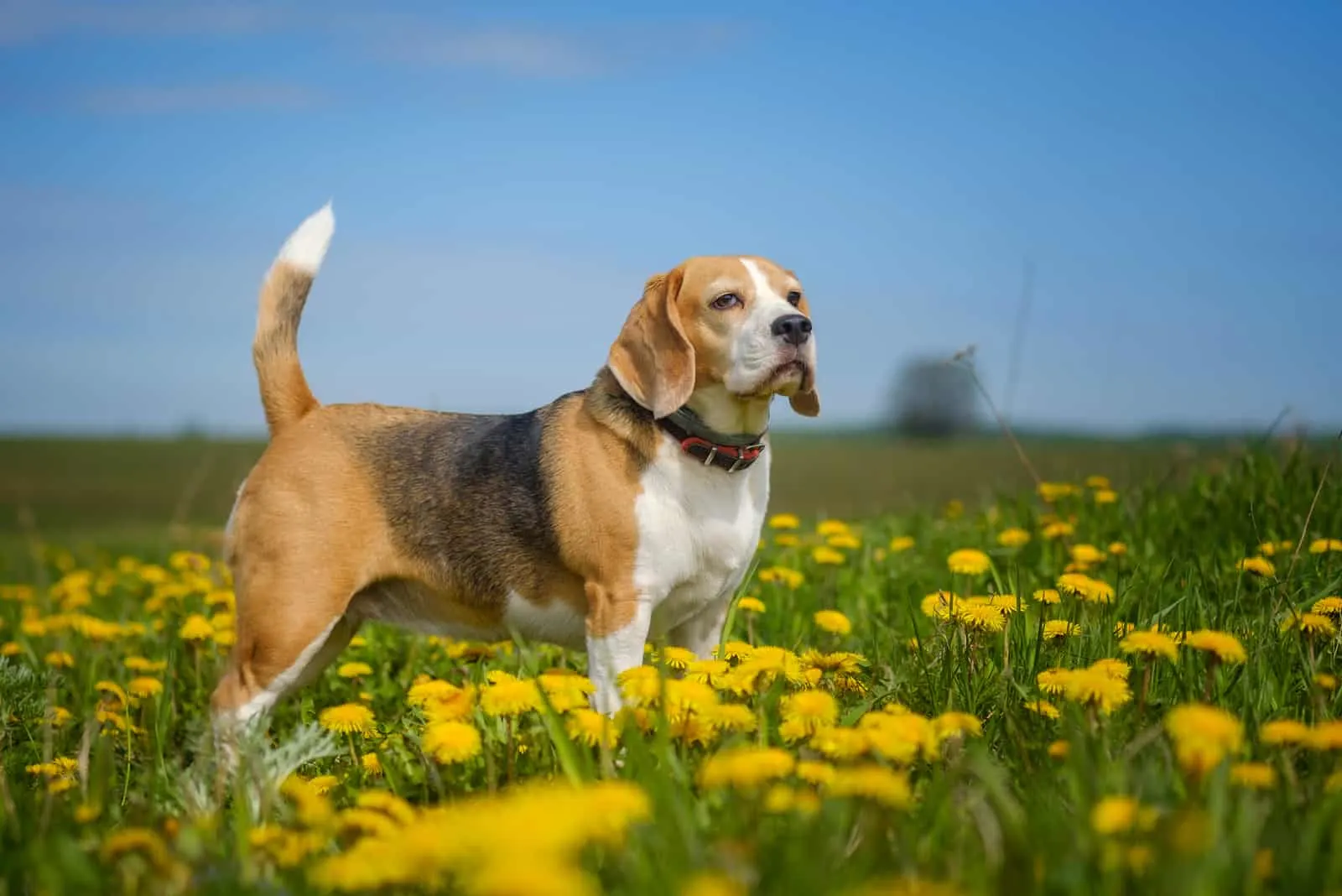 grown beagle in a field