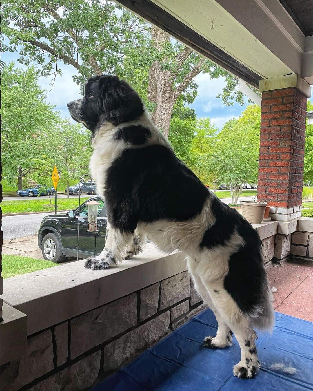 grown landseer newfoundland