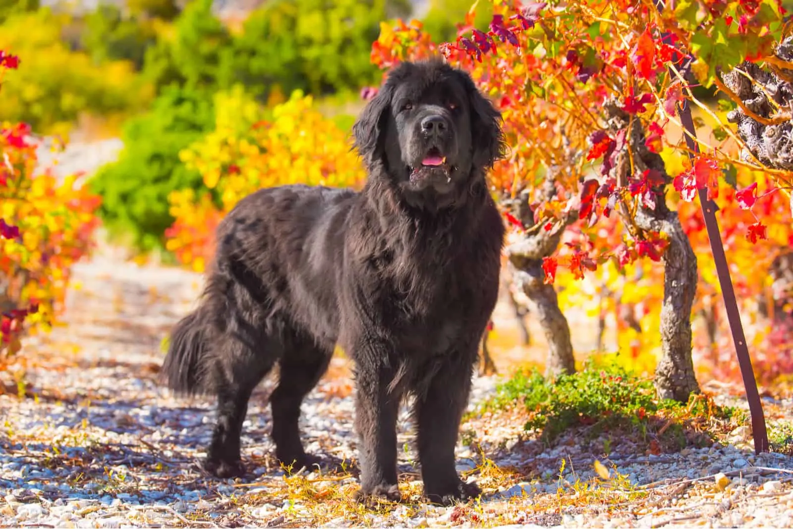 grown newfoundland in nature