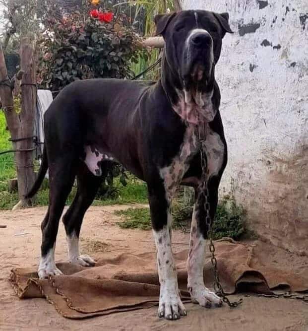 grown pakistani bully dog