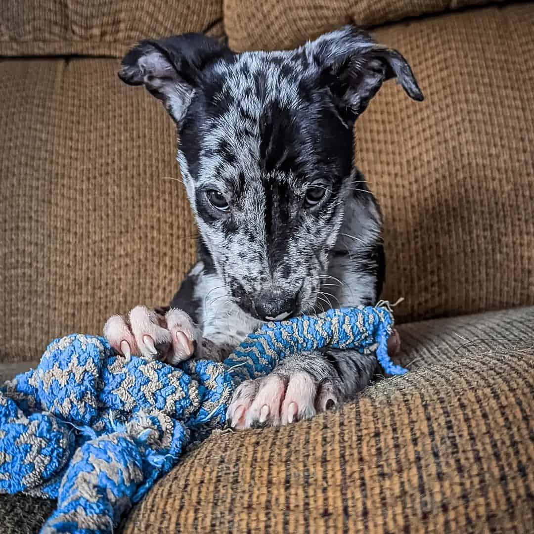 hanging tree puppy