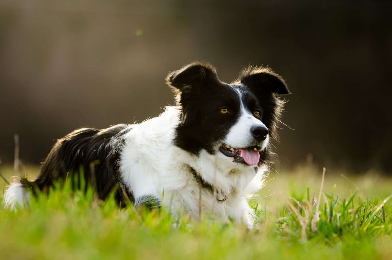 happy Border Collie lying on grass