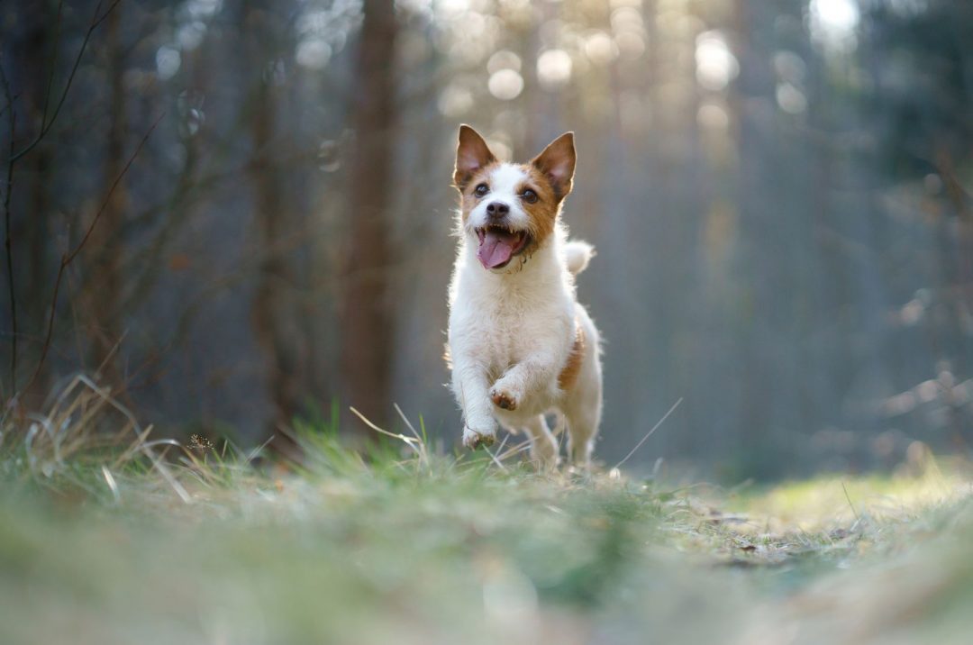 13 Best Jack Russell Breeders In The US
