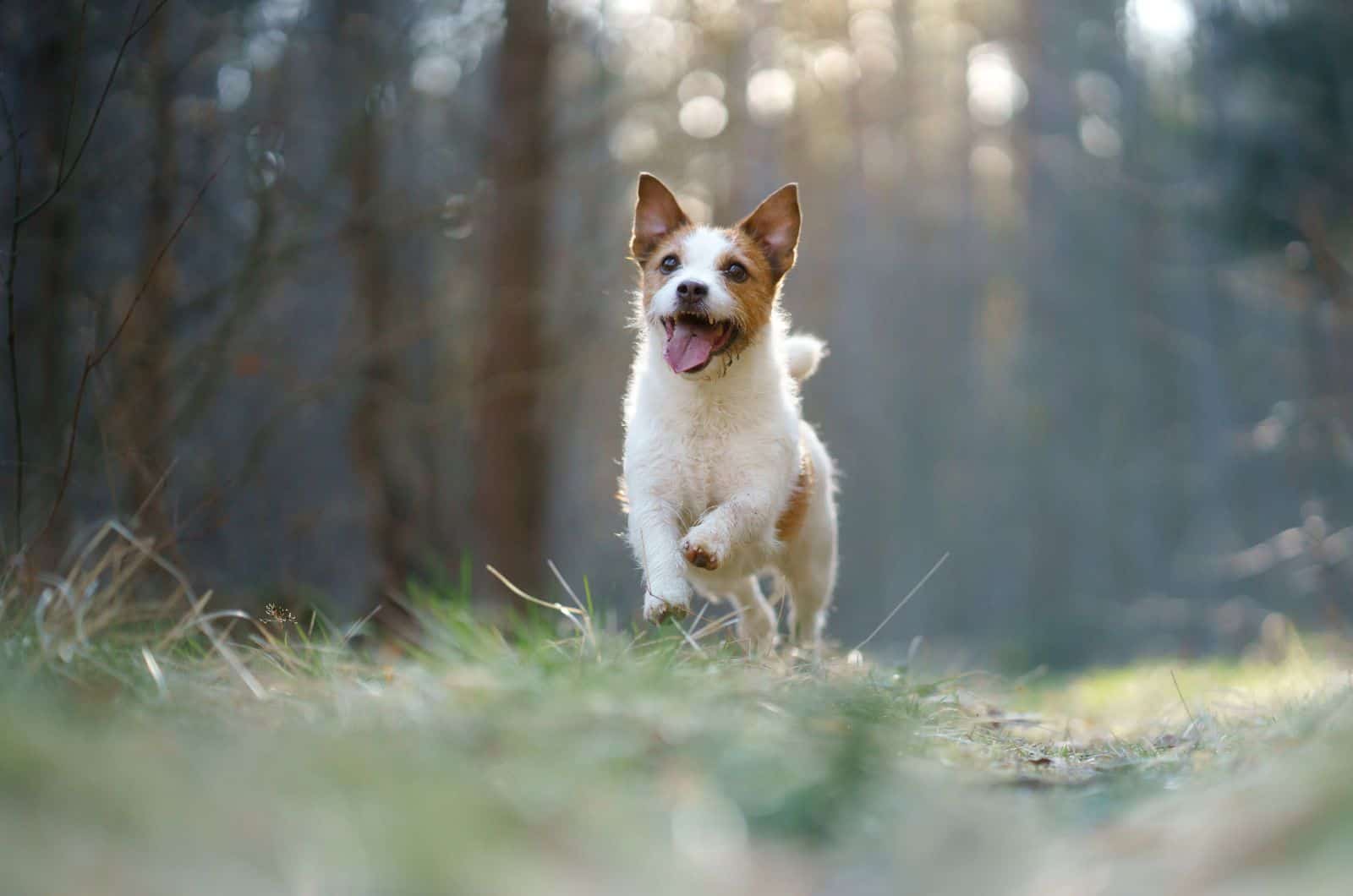 happy Jack Russell Terrier running outside