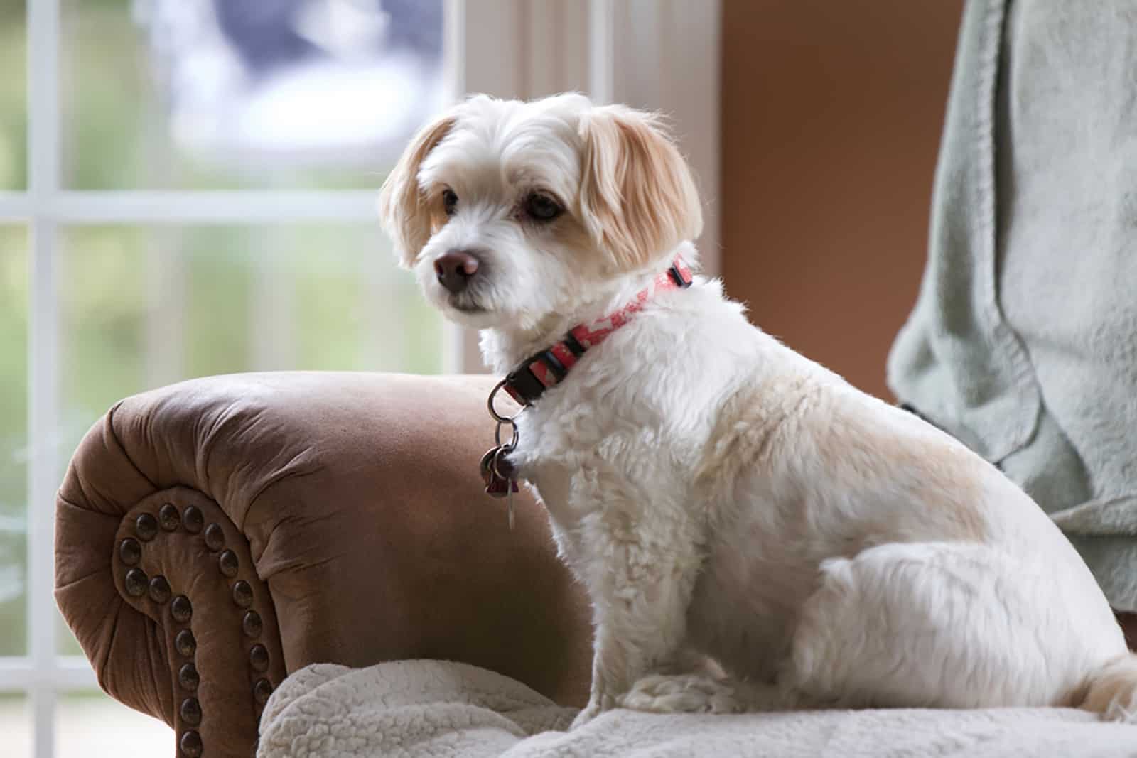 havanese dog sitting on the sofa