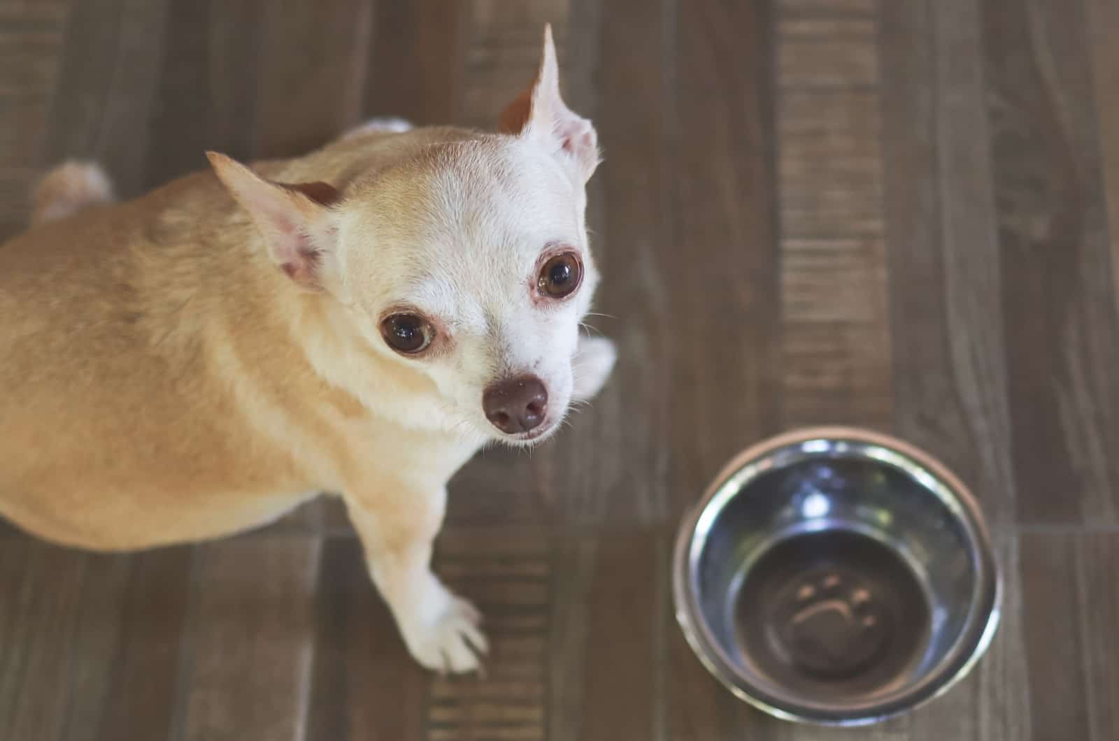 hungry chihuahua