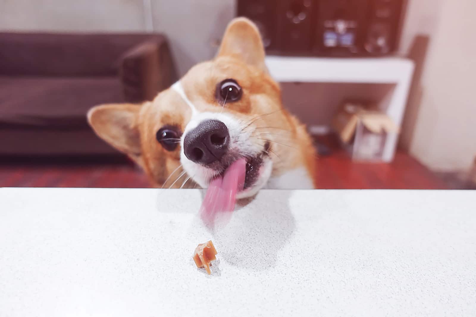 hungry corgi licking snack with a tongue from the table