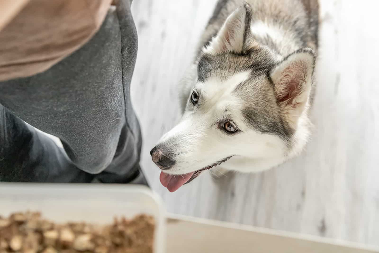 husky dog looks at a bowl of food standing on the table