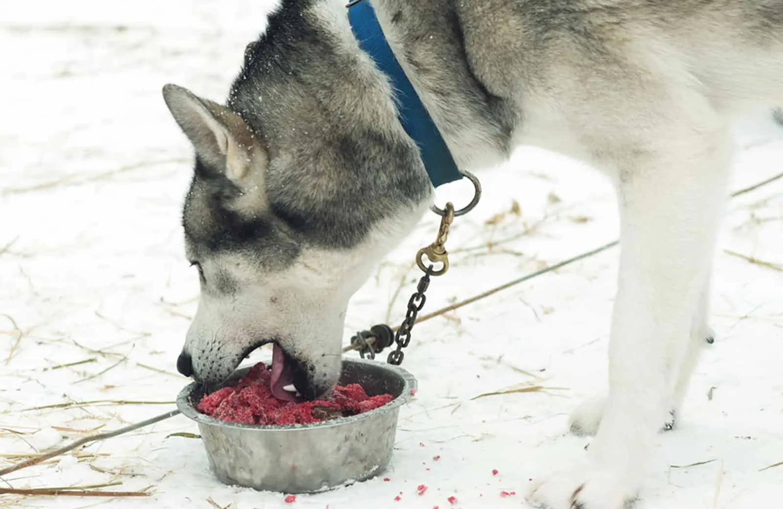 husky eating minced meat from a bowl