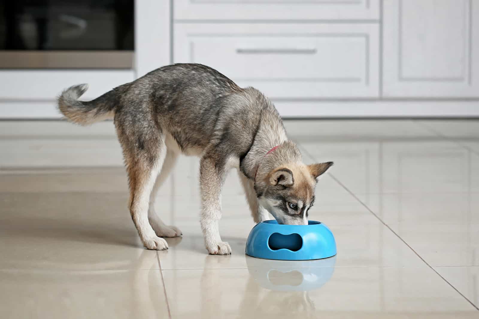 husky eating from a bowl