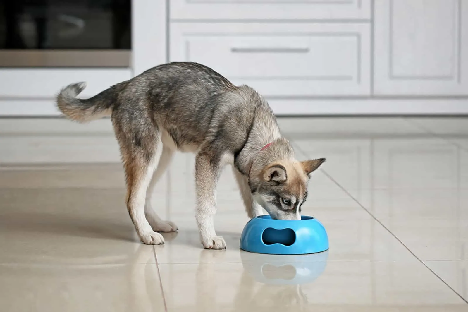 husky eating from a bowl