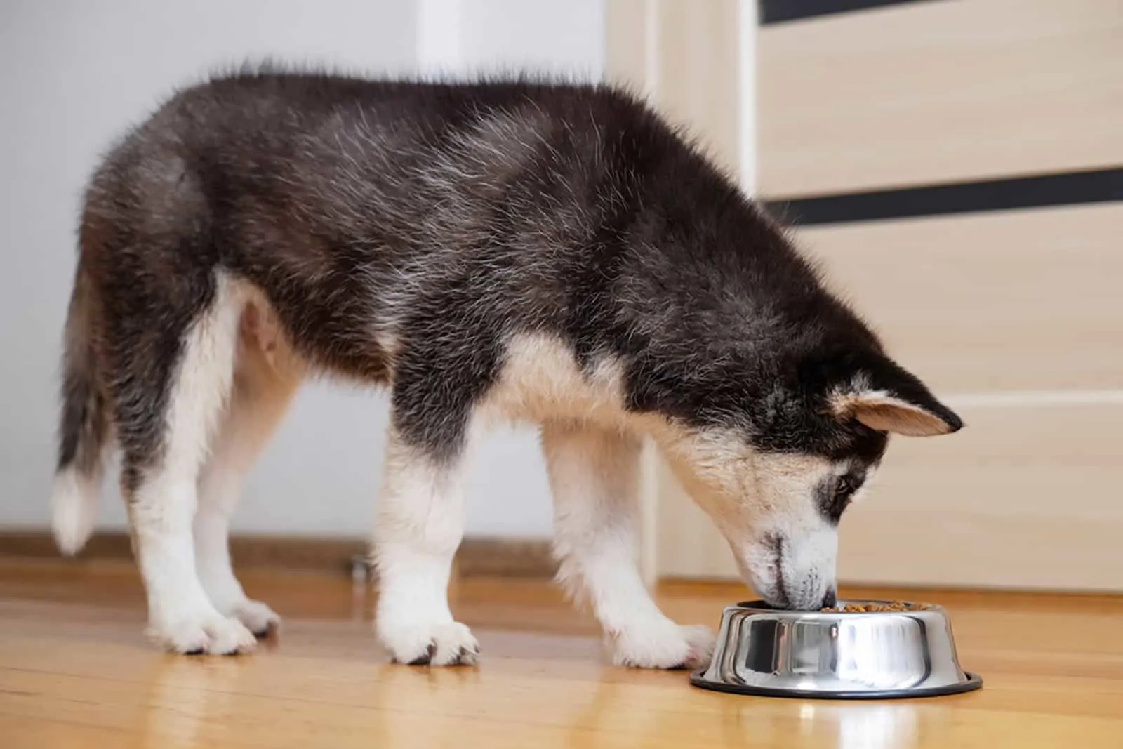 husky puppy eating from a bowl at home