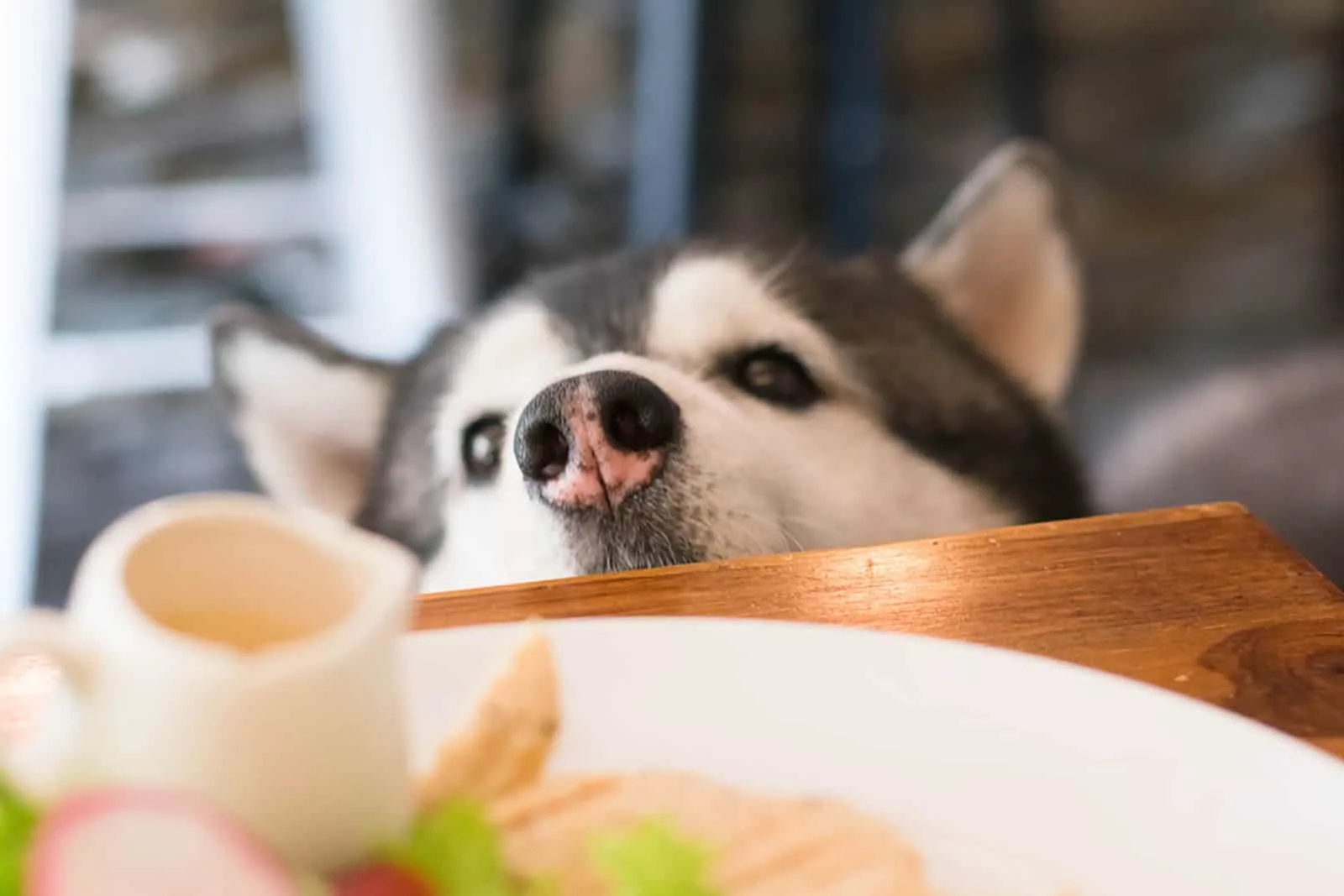 husky sniff food from the table