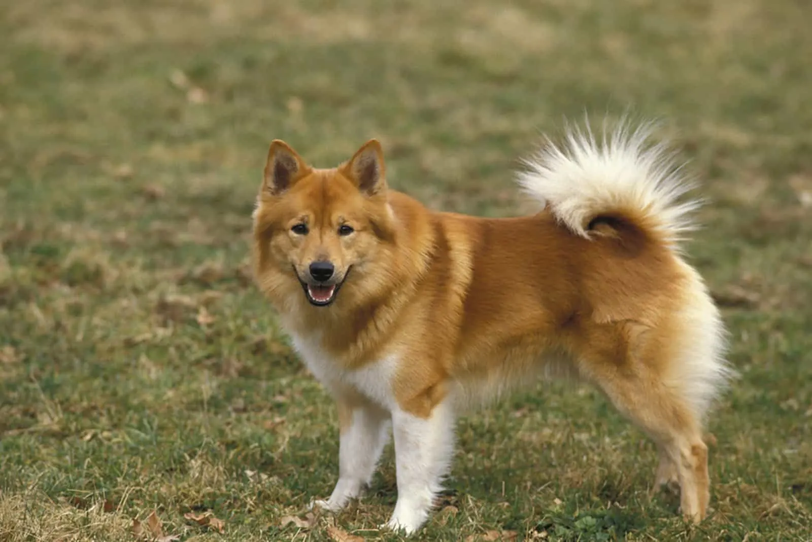 icelandic sheepdog standing in the park