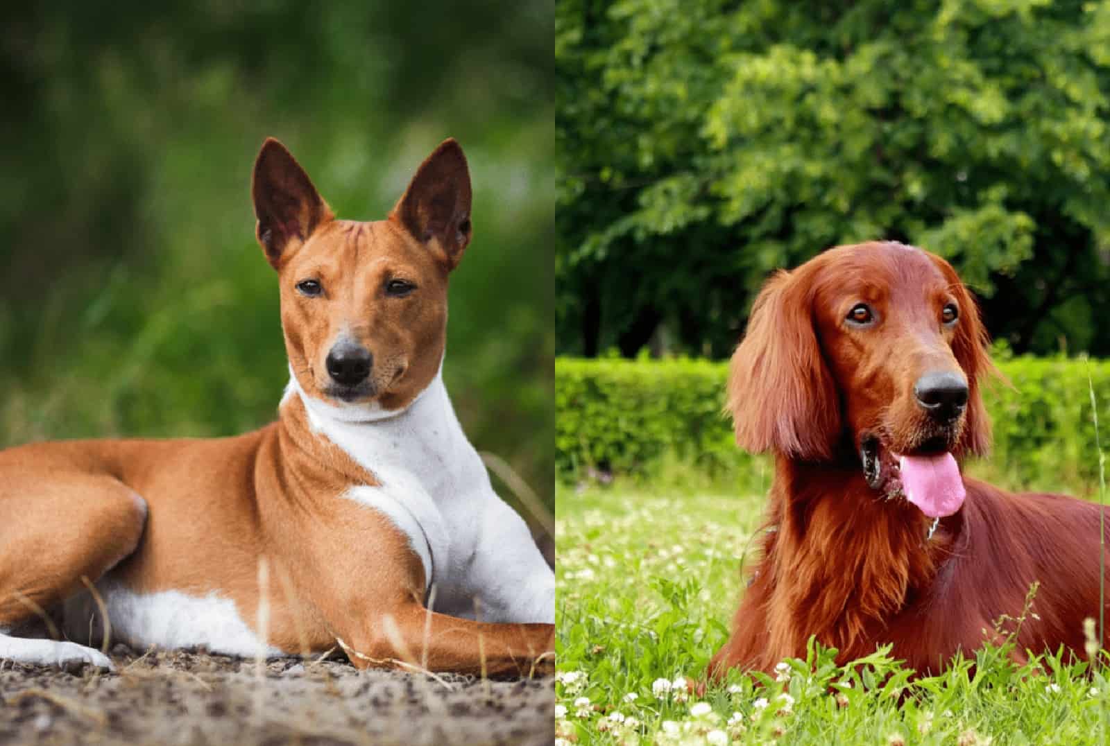 irish setter basenji mix