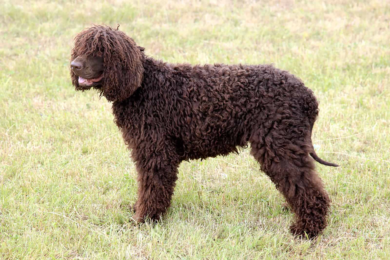 irish water spaniel standing in the garden