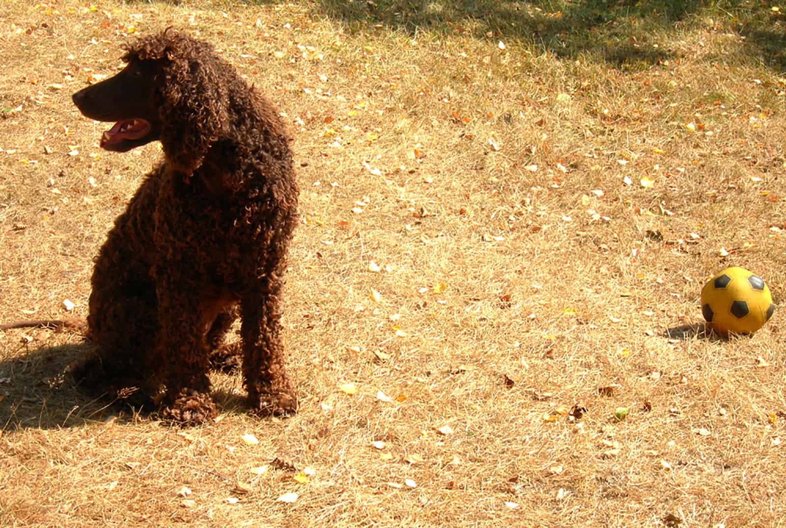 irish water spaniel dog sitting outdoors