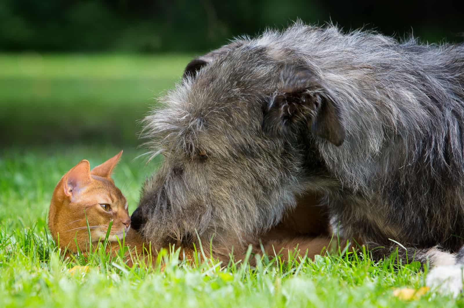 irish wolfhound and cat
