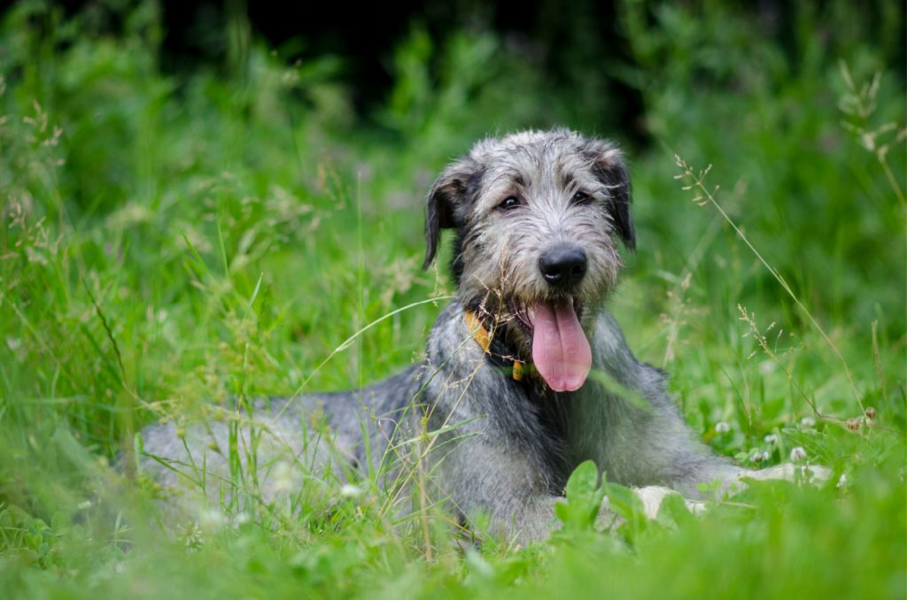 The Irish Wolfhound Feeding Chart Diet For The Tallest Dog