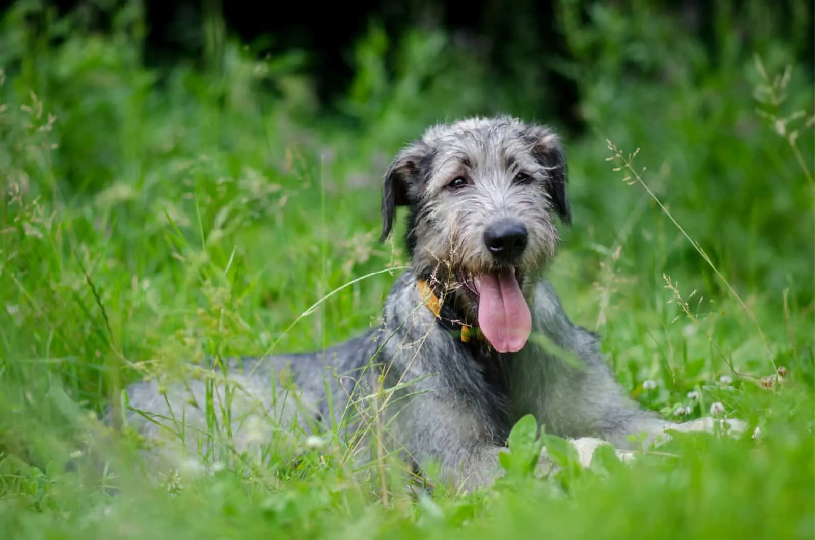 irish wolfhound in grass