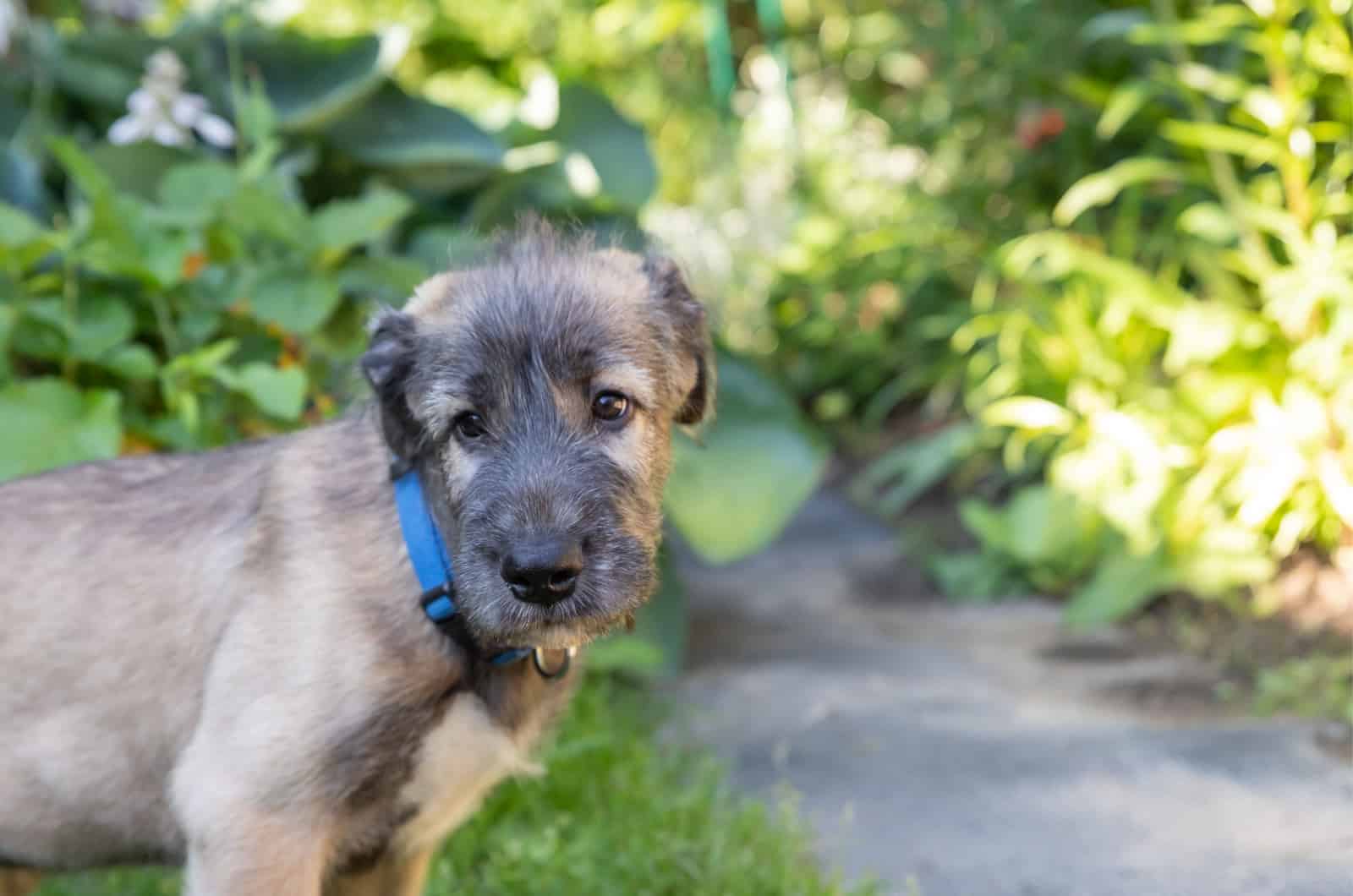 irish wolfhound puppy