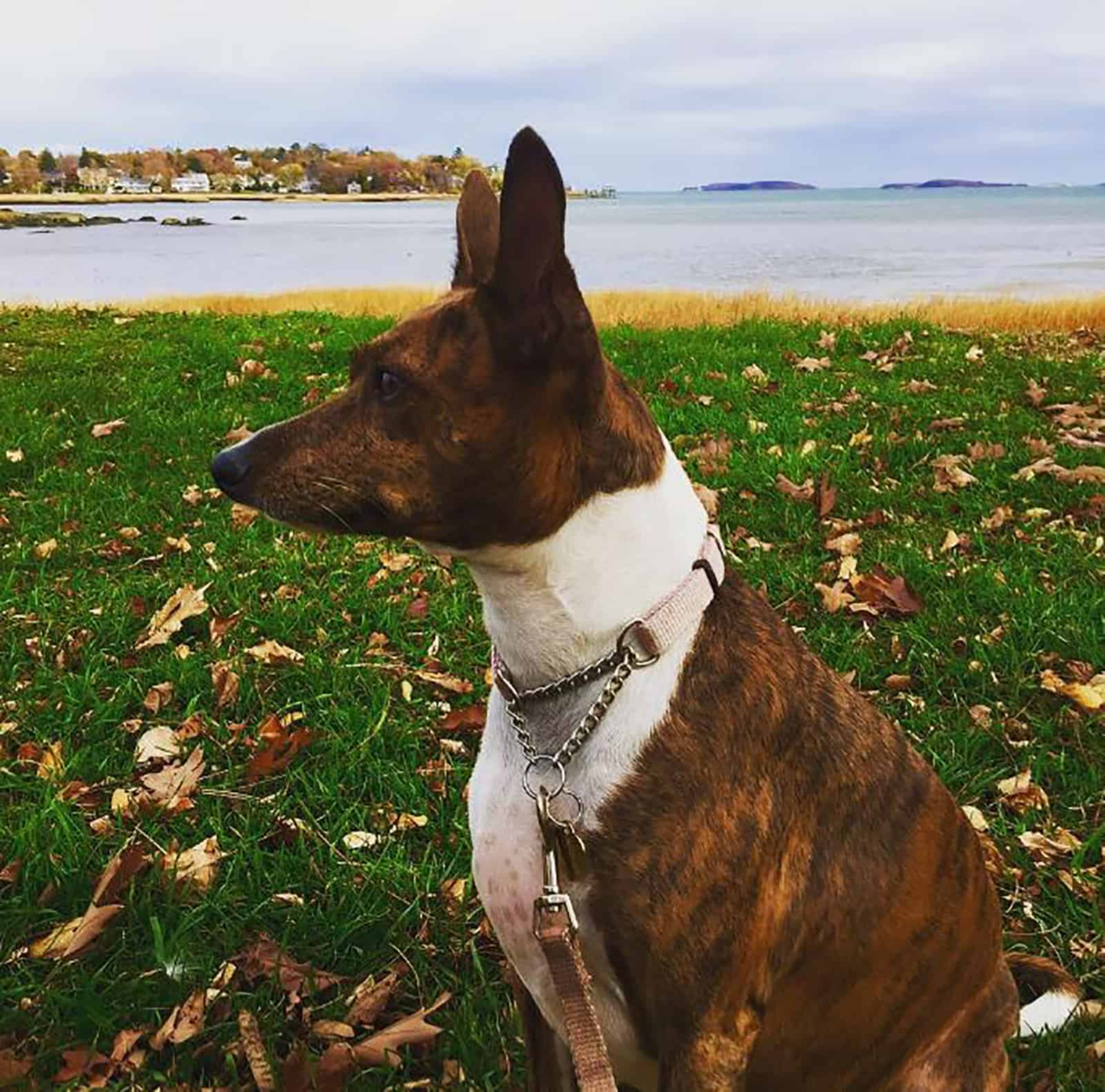 italian greyhound basenji mix in the park