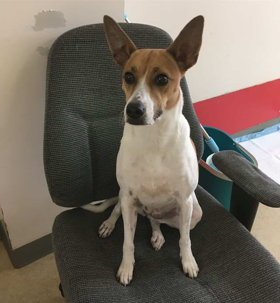 jack russel rat terrier mix