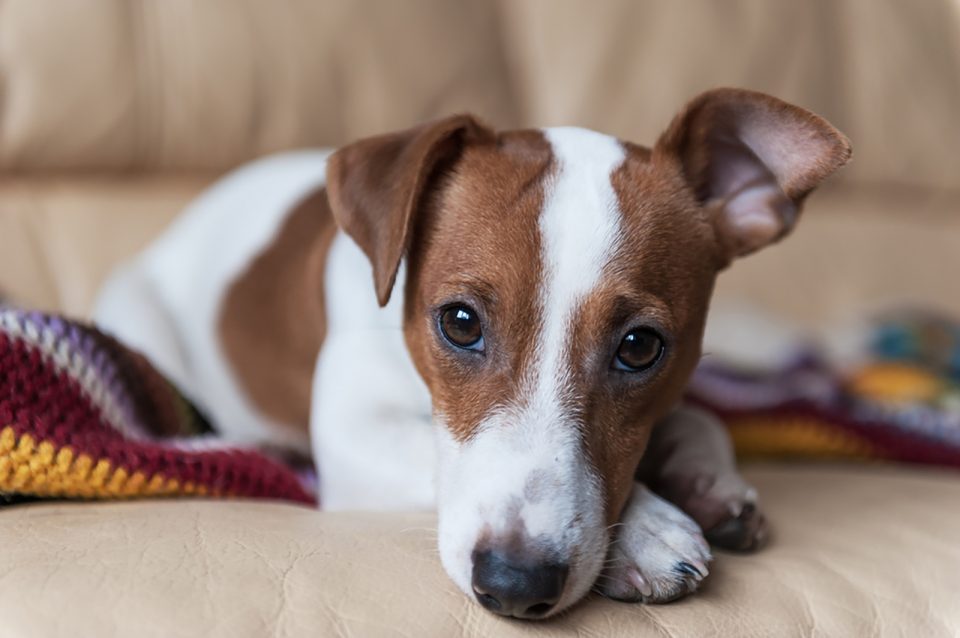 Why Does My Jack Russell Follow Me Everywhere? 6 Reasons