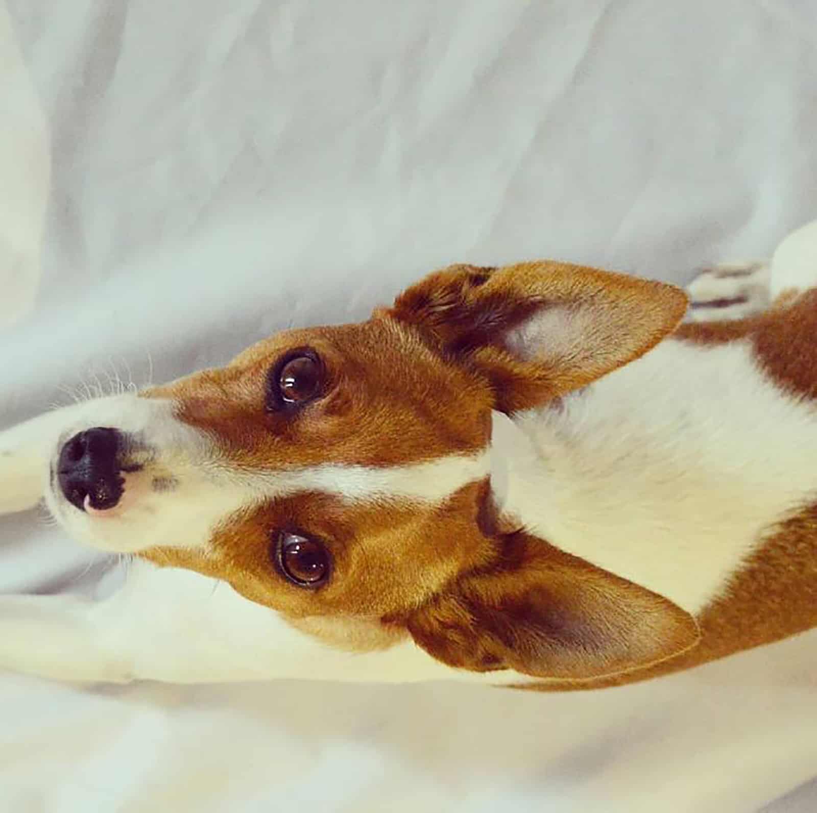 jack russell terrier basenji mix lying on the bed