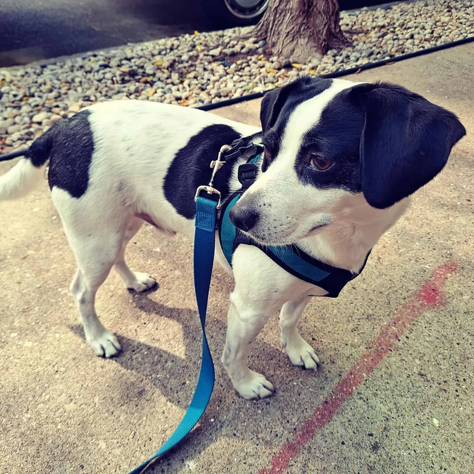jack russell terrier beagle mix standing on the street