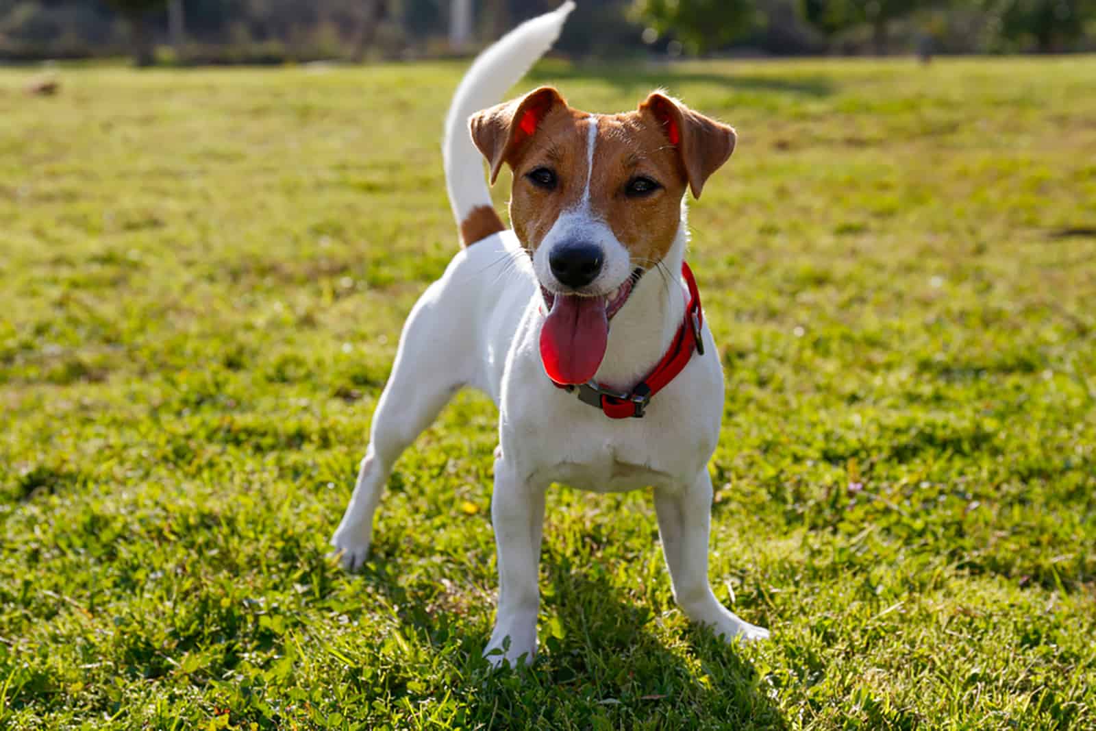 jack russell terrier puppy standing in the grass