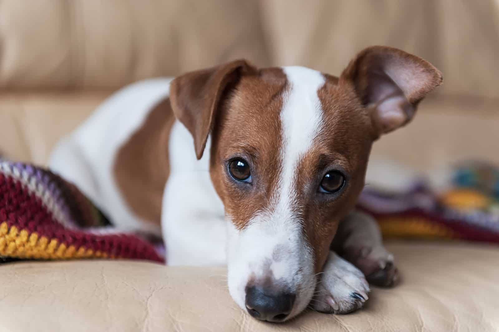 jack russell terrier lying down on the couch