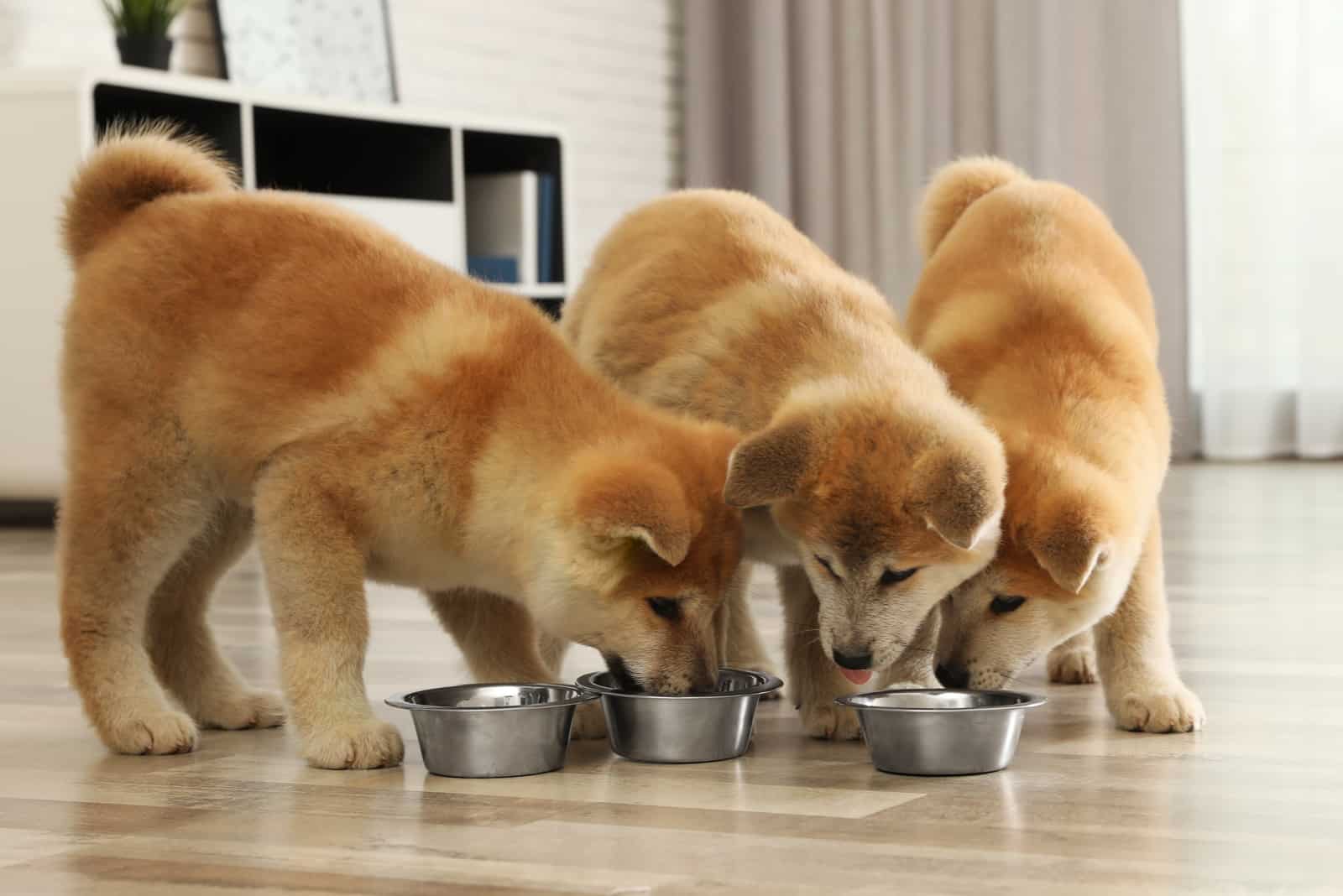 japanese akita puppies eating from a bowl