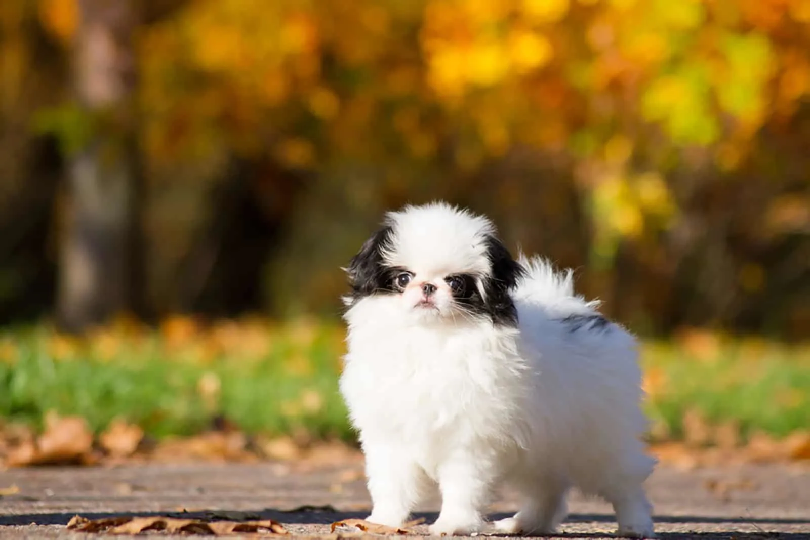 japanese chin dog in the park