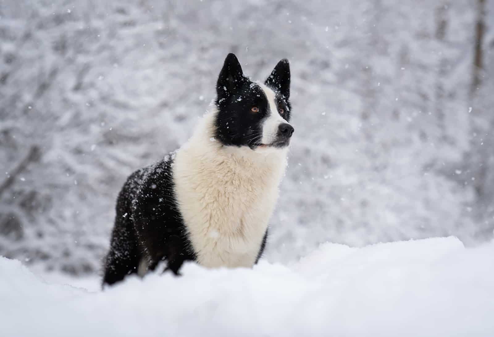 karelian bear dog standing in the snow