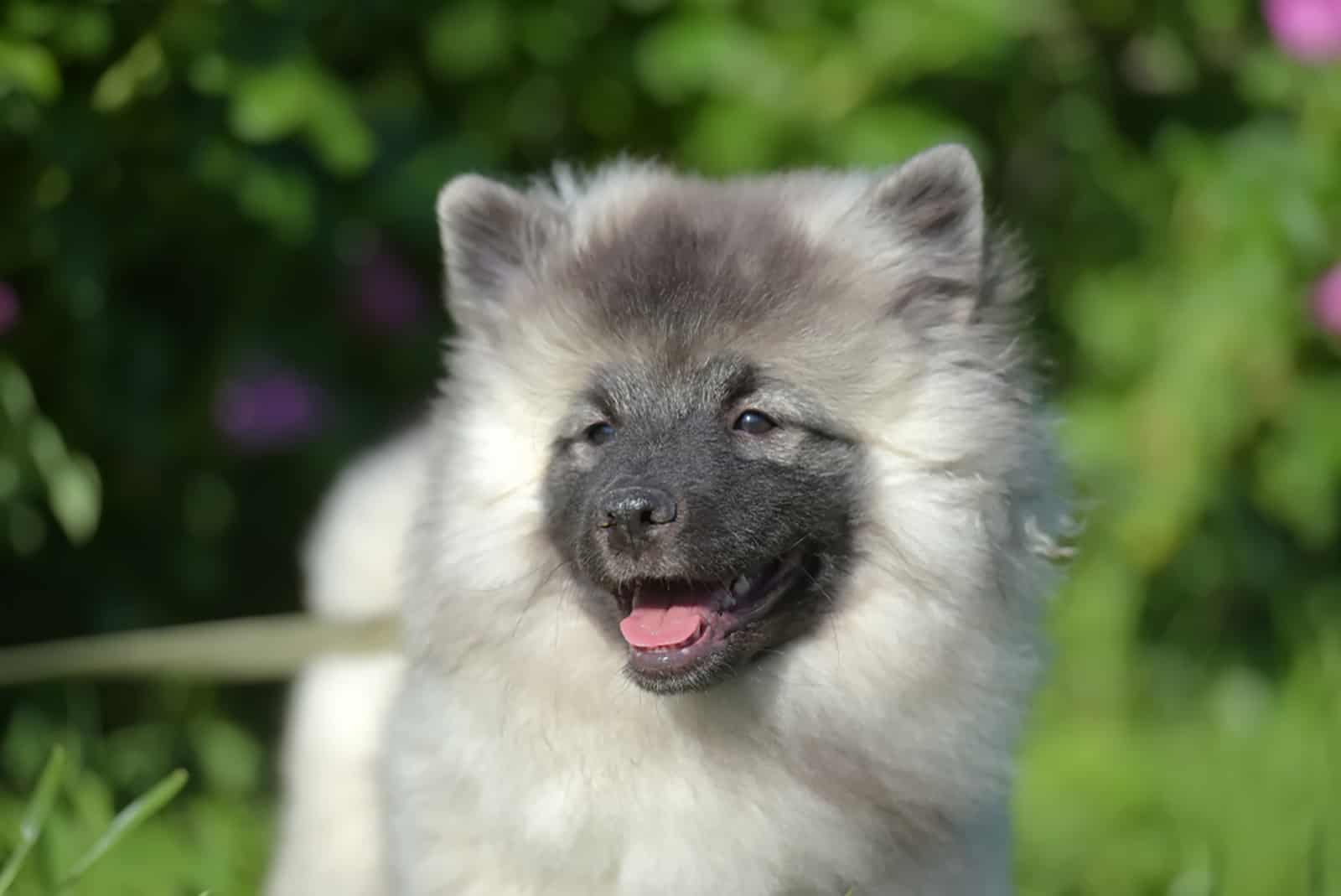 keeshond dog in the park
