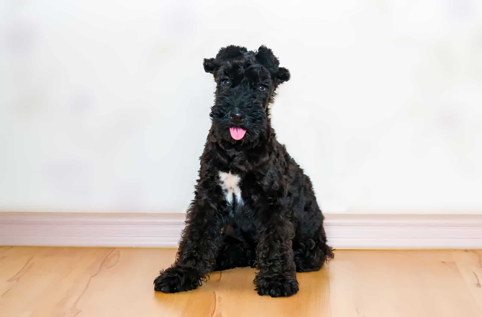 kerry blue terrier sitting on the floor