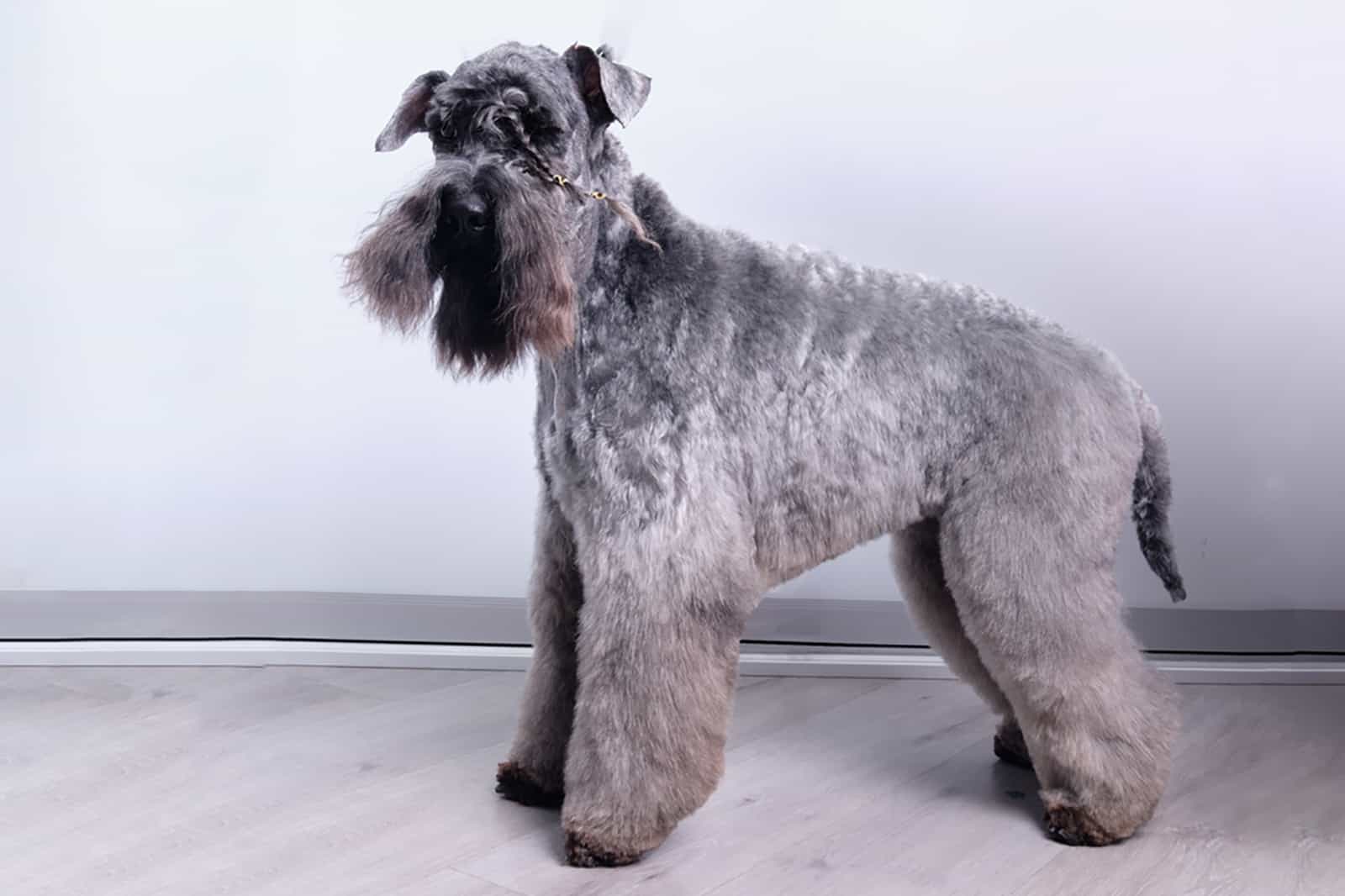 kerry blue terrier standing indoors