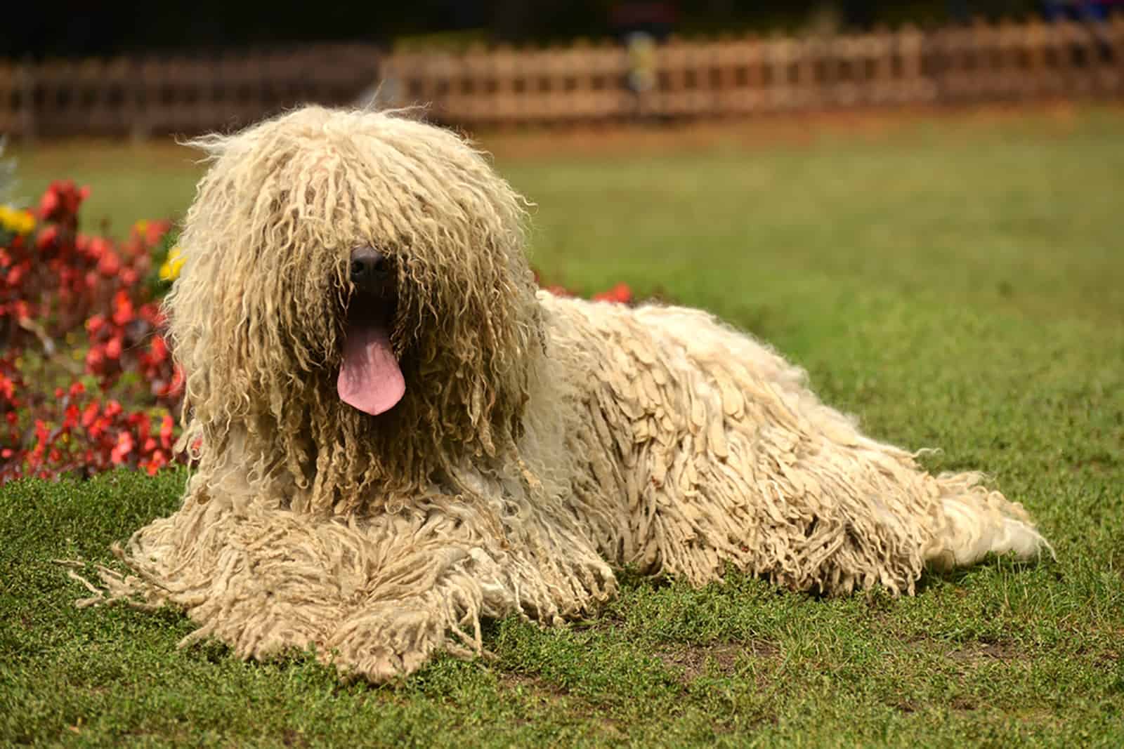 komondor dog lying in the garden