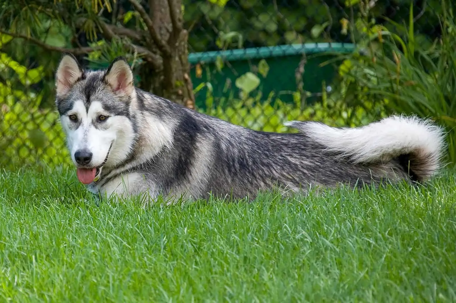 kugsha dog lying on the grass