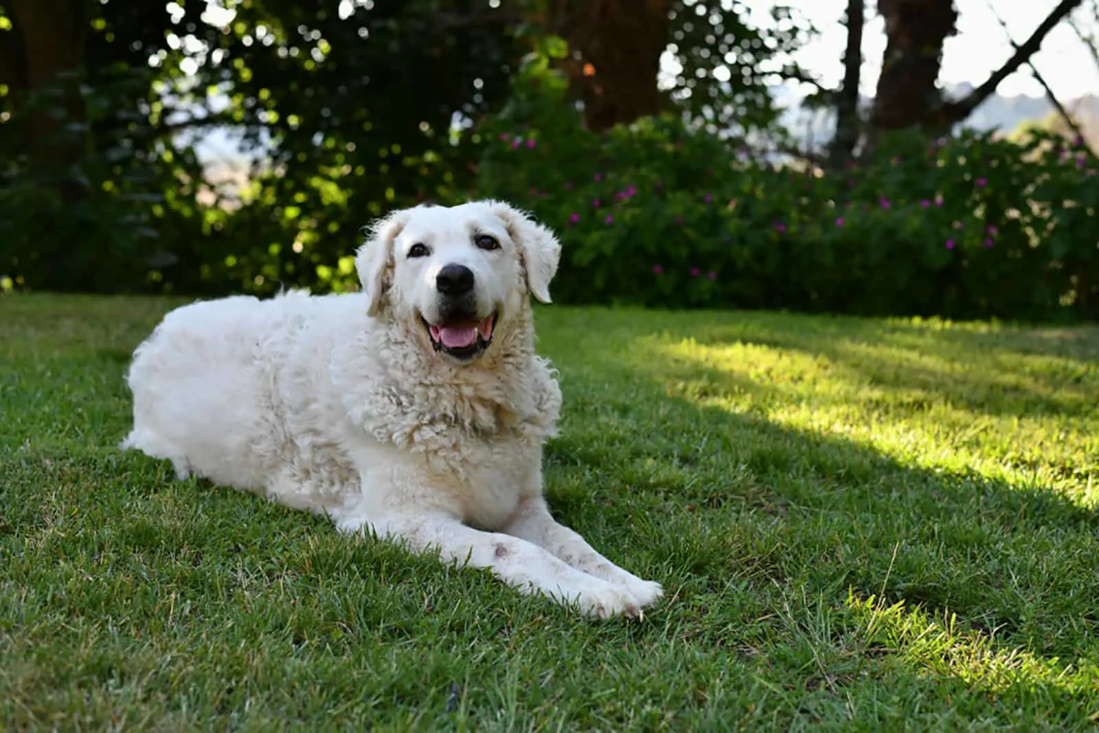 Kuvasz dog lying on the grass
